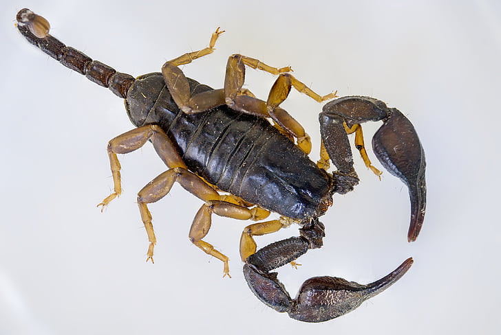 scorpio, black scorpion, e flavicaudis, arthropod, arachnid, european, black scorpion yellowtail