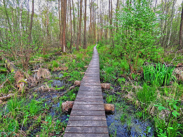 Forest, footbridge, mokrade, Marsh, Zelená, jar, spôsob