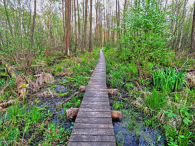 bosc, passarel·la, zones humides, Marjal, verd, primavera, manera