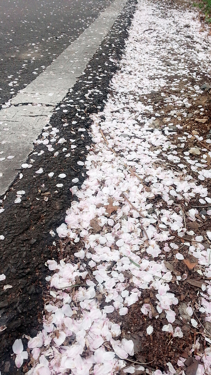 cherry blossom, petal, fallen petals, spring