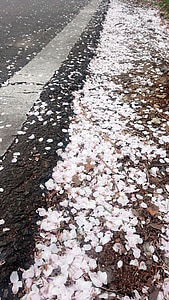 flor de cerezo, Pétalo, pétalos caídos, primavera