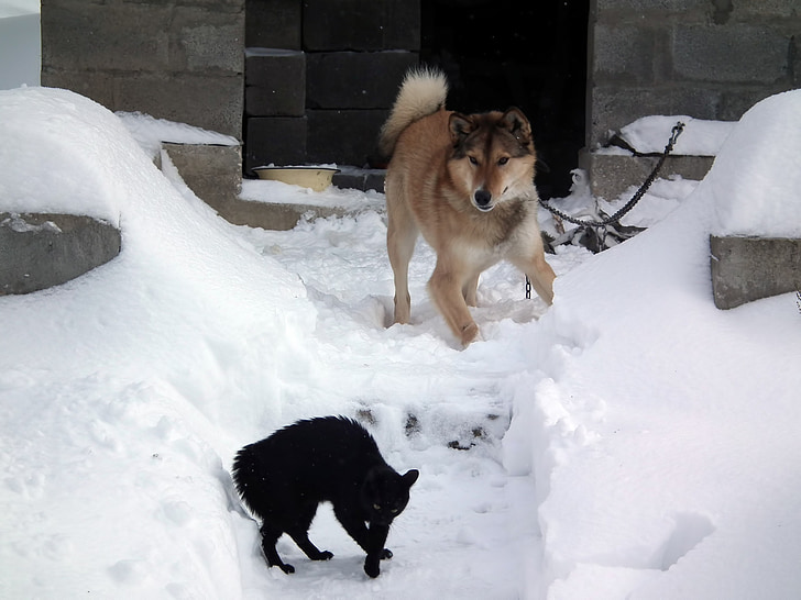 dog, cat, the feud, winter, snow, snowdrift, cold