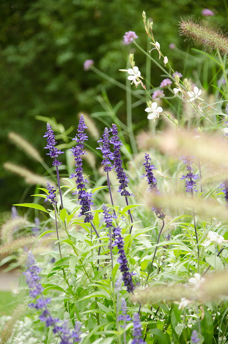 lavanda, jardí, natura, l'estiu, flor d'espígol, violeta, verd