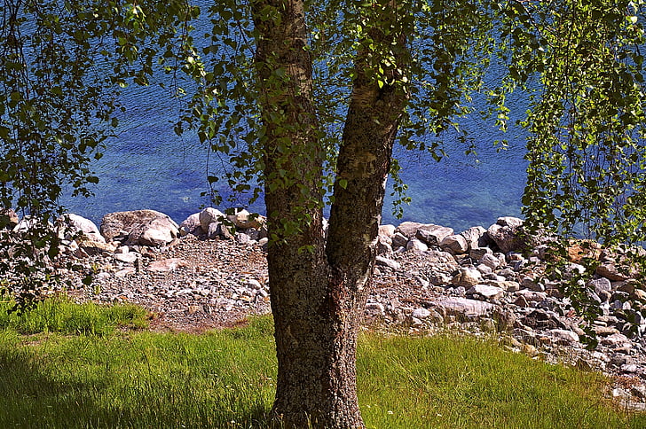 træ, løvfældende træ, natur, landskab, sommer, grøn, blå
