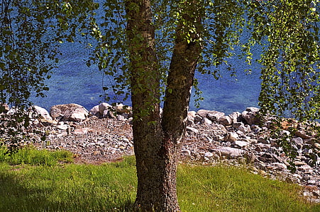 δέντρο, φυλλοβόλο δέντρο, φύση, τοπίο, το καλοκαίρι, πράσινο, μπλε