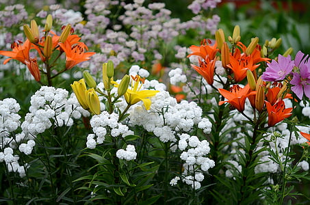 λουλούδι, φύση, μακροεντολή, κόκκινο, Κίτρινο, λευκό, μωβ