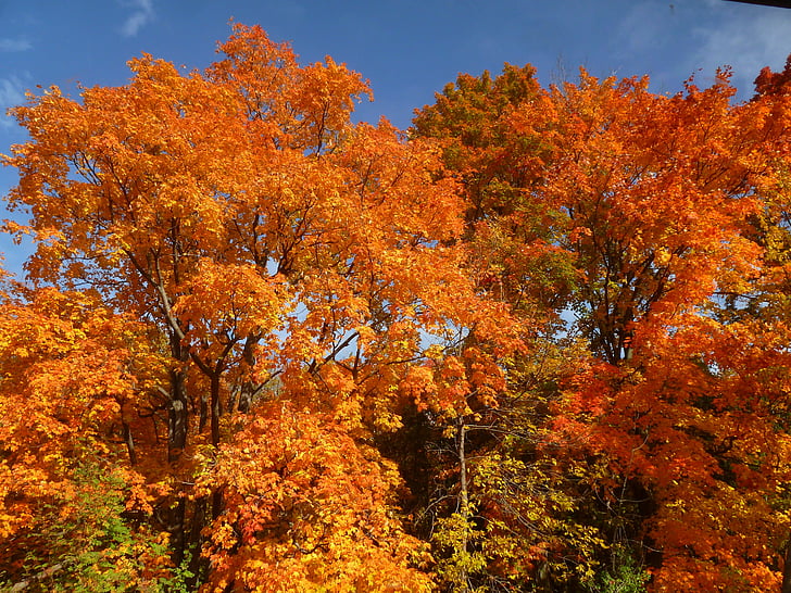 caída, otoño, hojas, colores, hoja, rojo, follaje