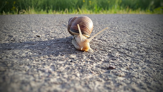 snail, reptile, shell, slowly, crawl, mollusk, mucus