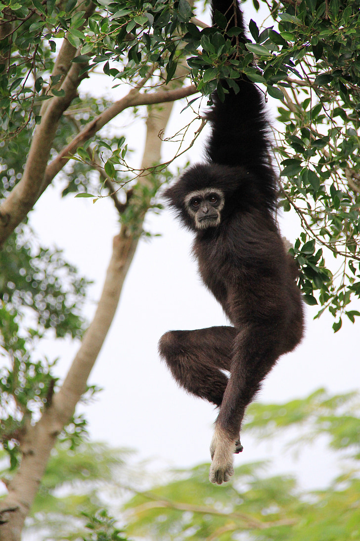 Gibbon, lang, hengende, elastisk, treet wood, aske svart, hvite ansikt