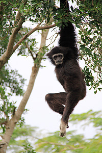 Gibbon, long, suspendu, élastique, bois d’arbre, frêne noir, visage blanc
