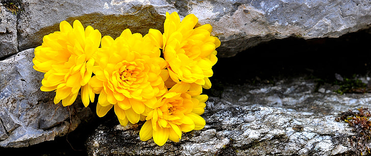chrizantemos, gėlė, gėlės, geltona, akmuo, Gamta, makro