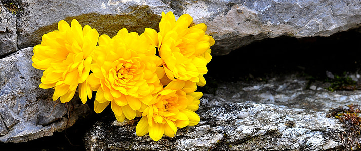 chrysanthemums, flower, flowers, yellow, stone, nature, macro