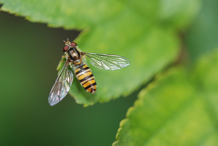 dier, Wasp, insect, natuur, macro, blad