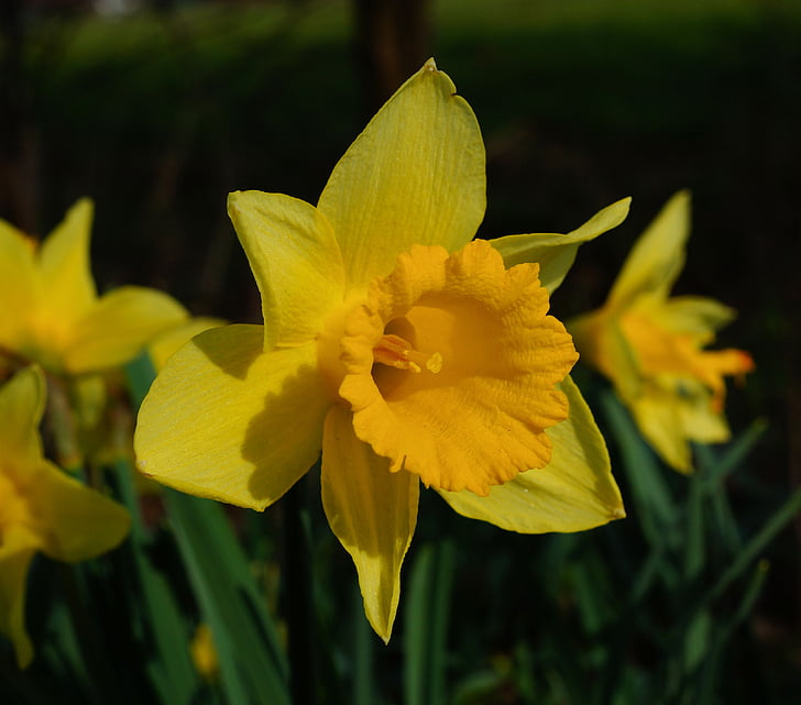 Blume, Narzisse, Frühling, gelb, Natur, Narcissus pseudonarcissus, gelbe Blume