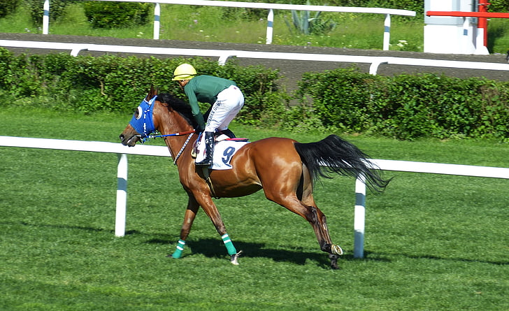 horse racing, gallop, sport, competition, istanbul, turkey, ride