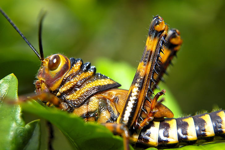 belalang, Ekuador, serangga, warna-warni, alam, makro, Taman