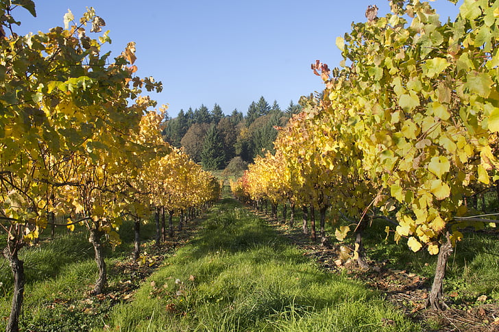 vīna dārzu, vīns, Oregon, vīnogulāju, ražas, vīnogas, lauksaimniecība