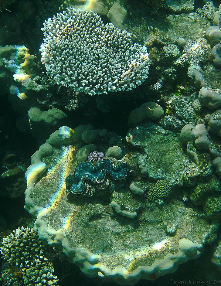 Coral, fotografia podwodna, podwodne, ryby, Meeresbewohner, morze, podwodny świat