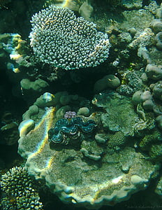 Coral, fotografovanie pod vodou, pod vodou, ryby, meeresbewohner, more, podmorský svet