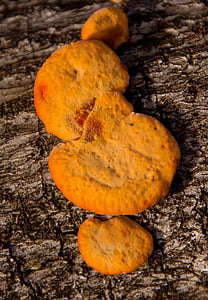 ciuperca, Orange, dezintegrare, lemn, pădure, Queensland, Australia