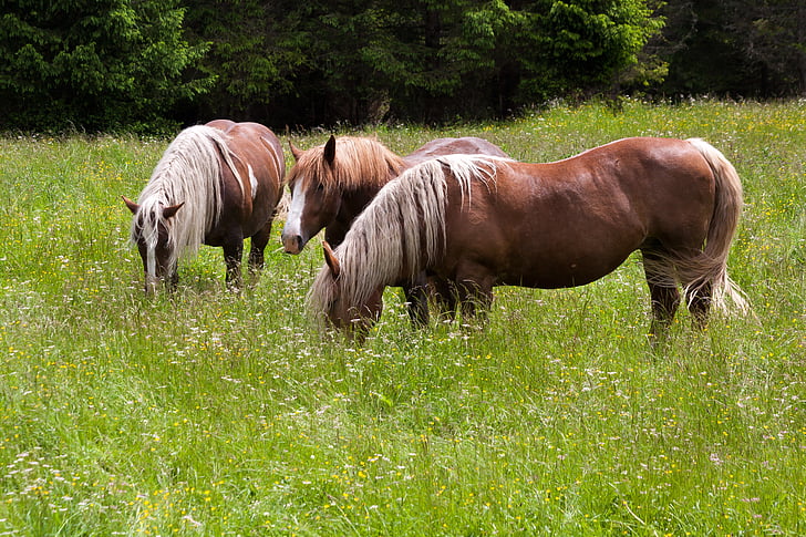 horse, haflinger, pasture, meadow, graze, coupling, forest