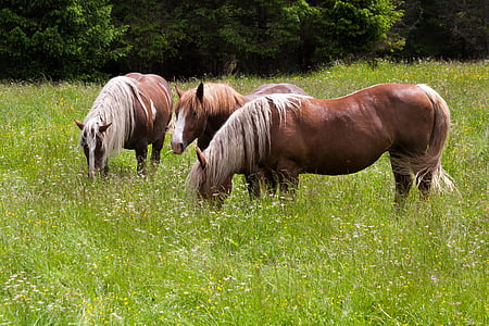 kuda, haflinger, padang rumput, padang rumput, merumput, Coupling, hutan