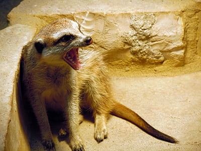 Meerkat, o bocejo, cansado, animal, mamífero, vida selvagem, natureza