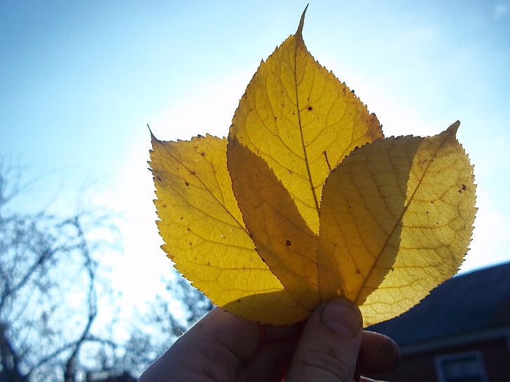 lembar, musim gugur, daun Oak, menguning lembar, alam, brosur