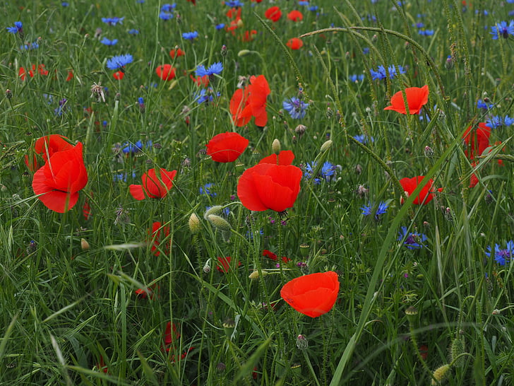 field of poppies, kornblumenfeld, klatschmohnfeld, klatschmohn, cornflowers, flowers, red