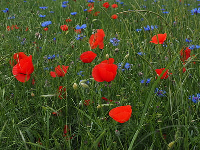 领域的罂粟花, kornblumenfeld, klatschmohnfeld, klatschmohn, 矢车菊, 花, 红色