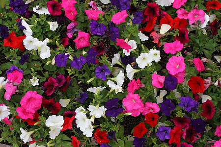 Petunia curgătoare, flori, colorat, mici, alb, roz, albastru