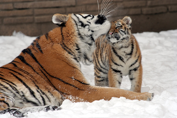Tigre, madre, Cub, nieve, grandes felinos, depredador, flora y fauna
