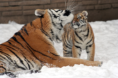 Tigre, mãe, filhote, neve, grandes felinos, predador, vida selvagem