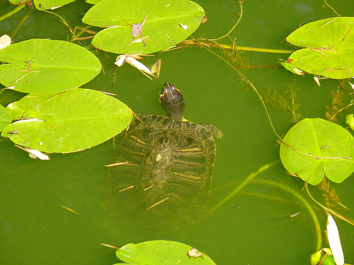 Wasserschildkröte, Schildkröte, Wasser