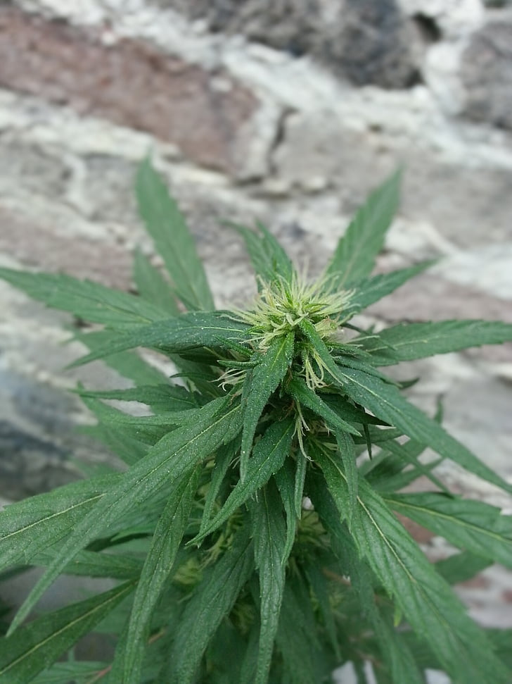 cannabis, Bud, erbaccia, pianta, selvaggio, natura
