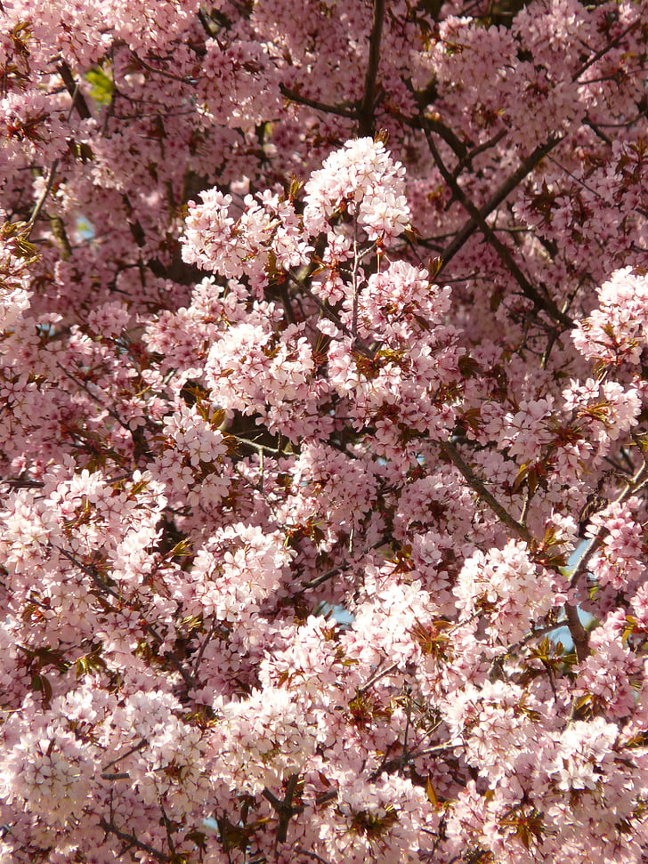 třešňový květ, květ, Bloom, strom, Japonská třešeň, kapky vody na listech, Prunus serrulata