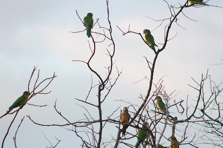 fåglar, Brasilien, sertao, papegoja