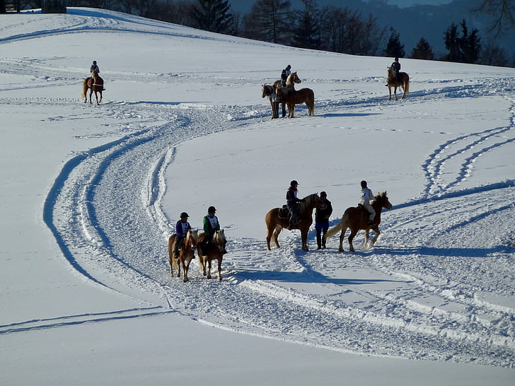 hó, hegyi, lovak, téli, lovaglás, természet, fehér