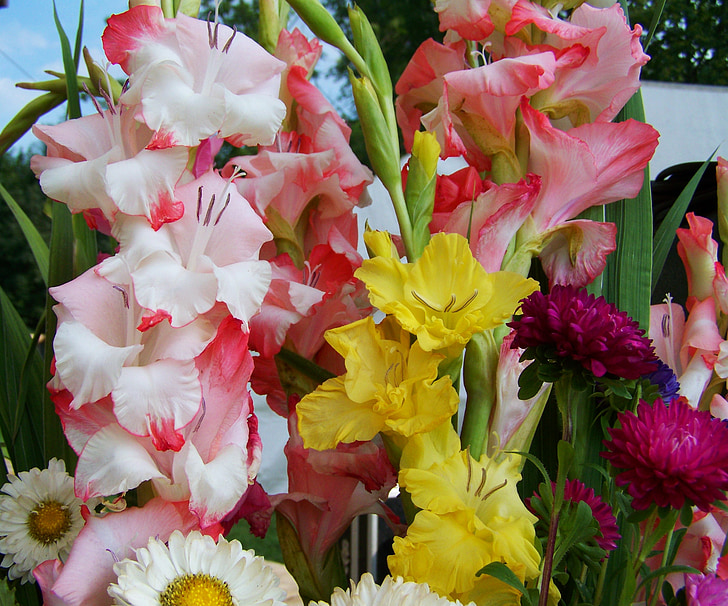 bunch of flowers, gladiolus, cut flower