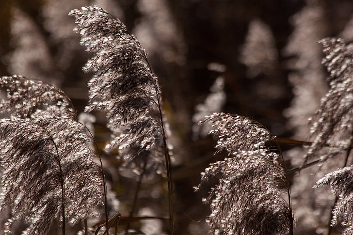 Reed, Phragmites australis, erba, Poaceae, pianta palustre, Bluegrass, filetti della polvere lungo