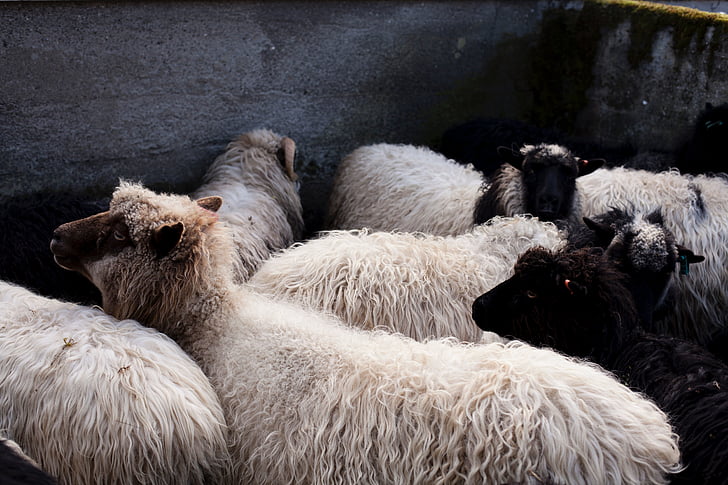 Schwarz, weiß, Schafe, Lamm, RAM, Tier, Haustier