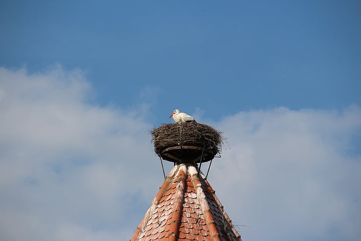 Stork, reden, storchennest, racen, Rattle stork, hvid stork, spir
