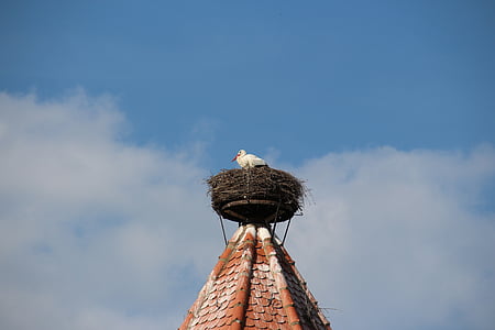 Stork, reir, storchennest, rase, rangle stork, hvit stork, spiret