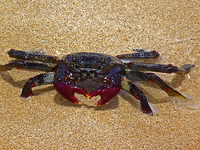 crab, beach, fuerteventura, spain, nature, animal, sea