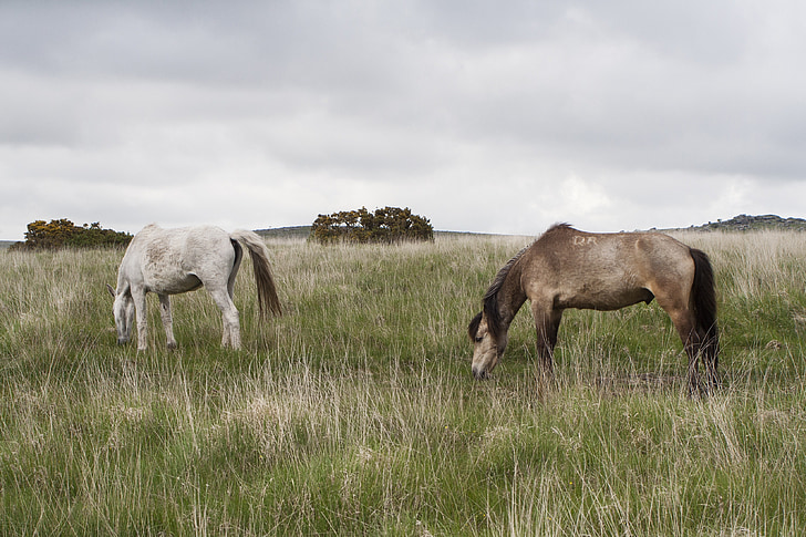 Dartmoor, Pony, kůň, Devon, Wild, Anglie, hnědá