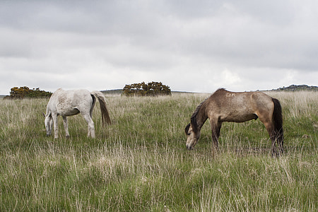Dartmūras, ponis, arklys, Devon, laukinių, Anglijoje, rudos spalvos