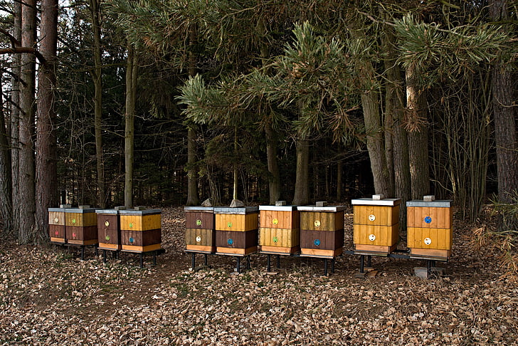 méhészet, erdő, mézelő méhek tenyésztése, fák, az erdő szélén