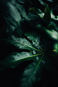 roheline, lehed, taim, loodus, blur