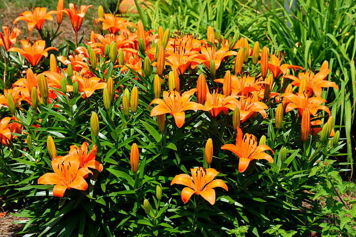 Orange, lily Asia, Lily, bunga, tanaman, Blossom, bunga
