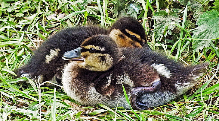 Ducklings, Bebek, muda, Danau, Bebek, bayi